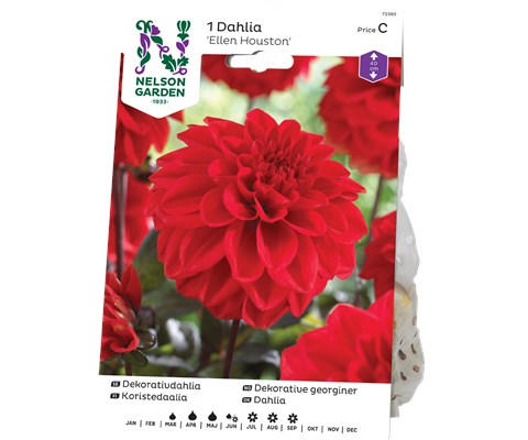 Vårløk dekorative georginer Ellen Houston