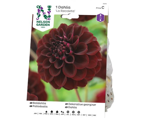 Vårløk dekorative georginer La Recoleta