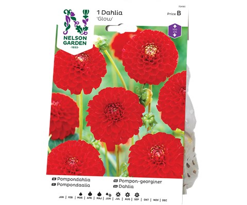 Vårløk pompon-georgine Snowflake