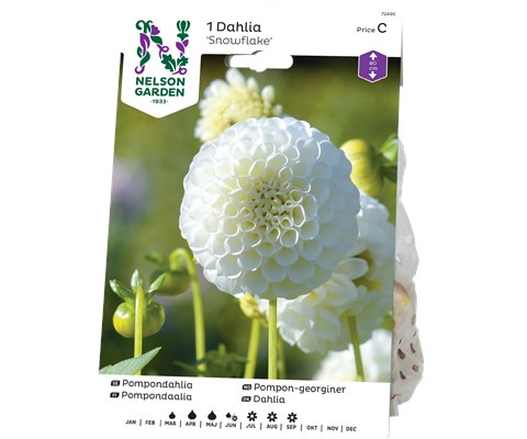 Vårløk pompon-georgine Glow