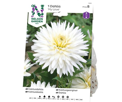 Vårløk kaktusgeorgine My Love