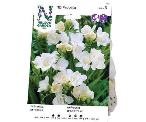 Vårløk freesia
