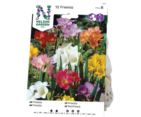Vårløk freesia