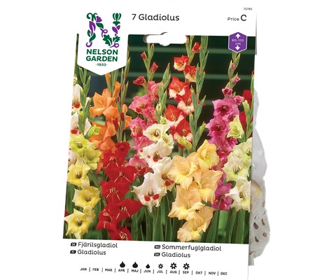 Vårløk sommerfuglgladiol