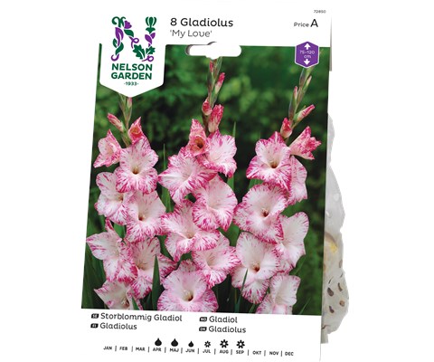 Vårløk gladiol My Love