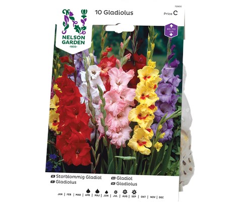 Vårløk gladiol