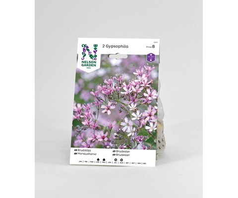 Vårløk brudeslør rosa