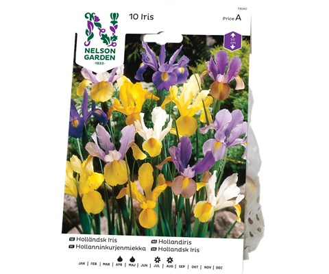 Vårløk hollandiris