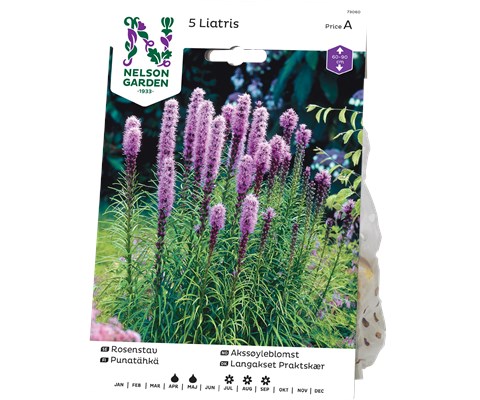 Vårløk akssøyleblomst