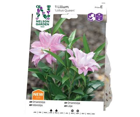 Vårløk orientlilje Lotus Queen