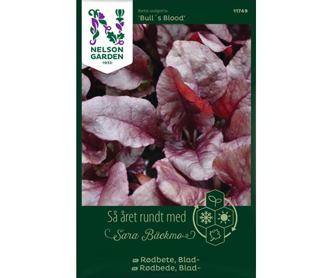 Frø bladrødbete Bull's Blood