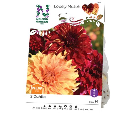 Vårløk dekorative georginer Burning Sunset