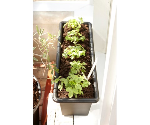 Balkongkasse Botanica 80 cm svart