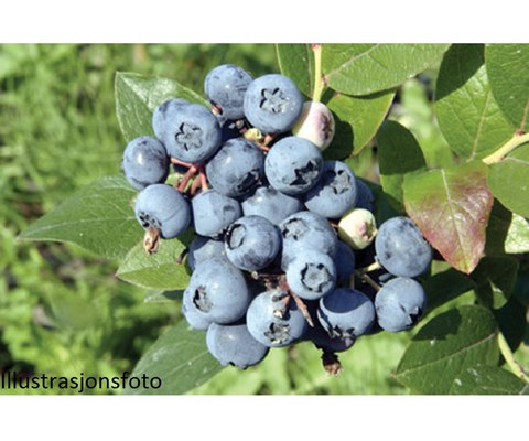 Blåbær 'BlueJay'
