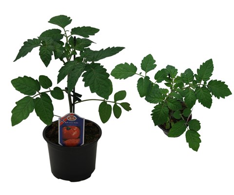 Bifftomat 'Country Taste'