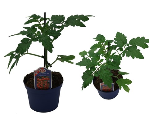 Cherrytomat 'Sassari'