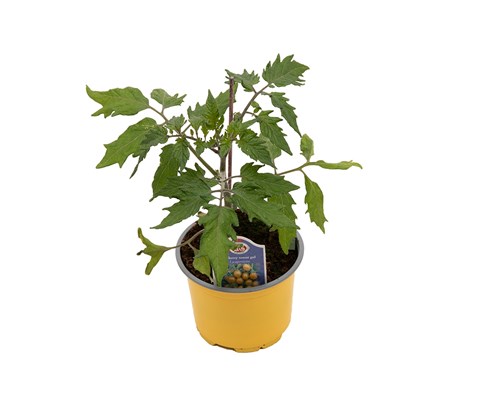 Cherrytomat 'Golden Pearl'