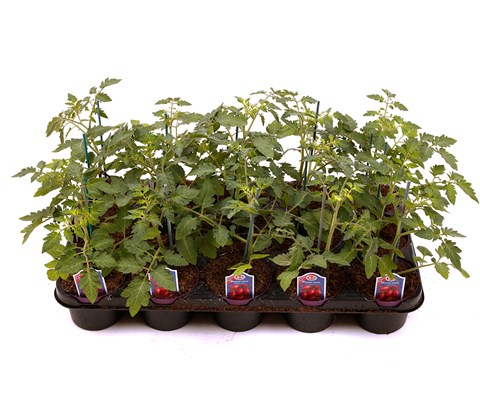 Plommetomat 'Loreto'