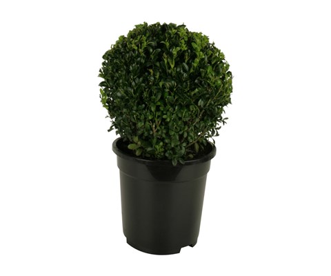 Europabuksbom kule Ø 19 cm