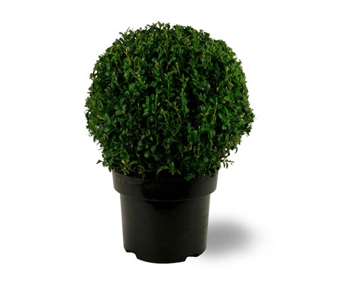 Europabuksbom kule Ø 23 cm