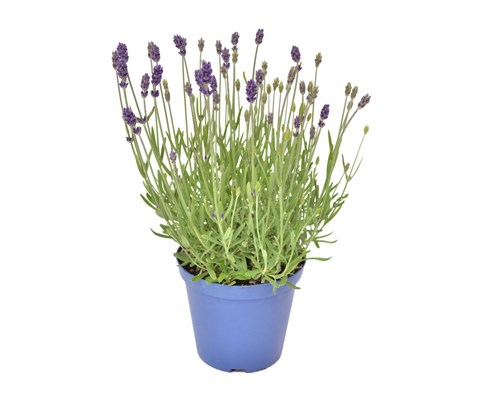 Lavendel 'Hidcote Blue'
