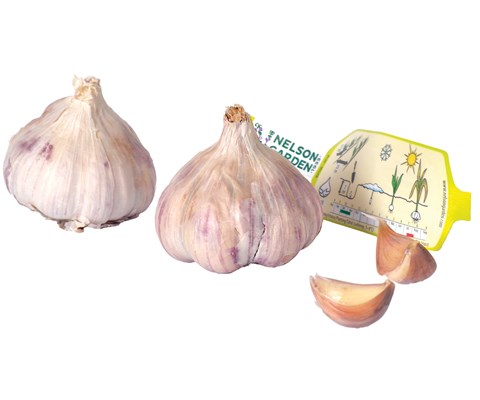 Setteløk hvitløk Germidour 2 stk