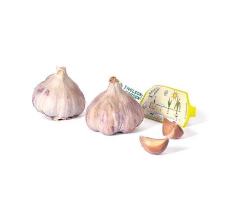 Setteløk hvitløk Germidour 2 stk