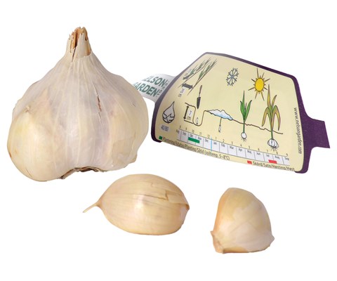 Setteløk hvitløk Messidor 1 stk