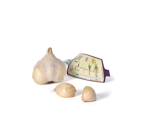 Setteløk hvitløk Messidor 1 stk