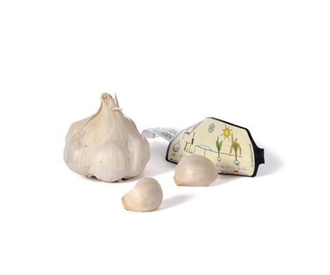 Setteløk hvitløk Thermidrome 1 stk