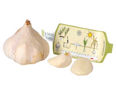 Setteløk hvitløk Messidrome økologisk 1 stk