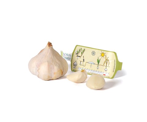 Setteløk hvitløk Messidrome økologisk 1 stk