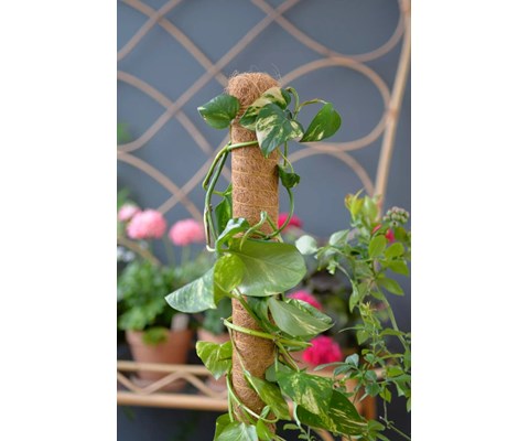 Plantestøtte i tre/kokos 70 cm