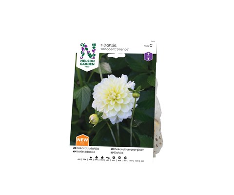 Vårløk dekorative georginer Innocent Silence