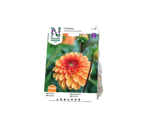 Vårløk georgine American Sunset