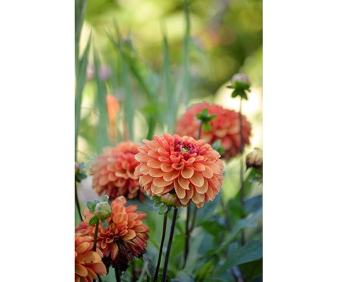 Vårløk georgine American Sunset