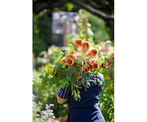 Vårløk georgine American Sunset