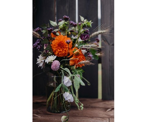 Vårløk georgine American Sunset