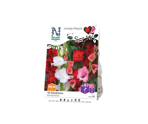 Vårløk Gladiol Romantica