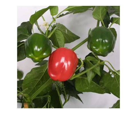 Paprika Bendigo