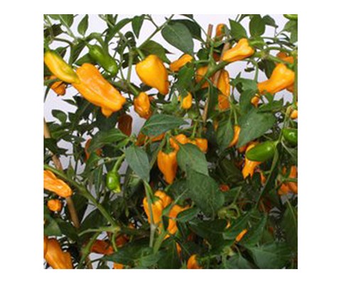 Chilipepper Cheyenne