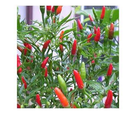Chilipepper Thai Chili