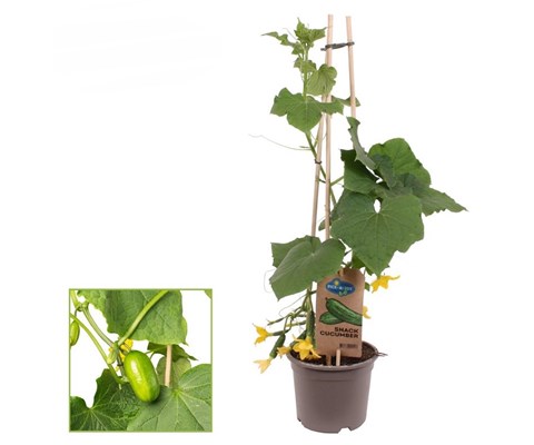 Agurk 'Snack Cucumber'