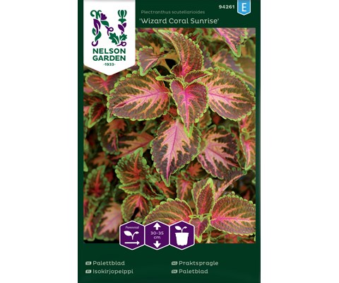 Frø praktspragle Wizard Coral Sunrise