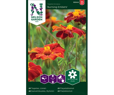 Frø fløyelsblomst Burning Embers