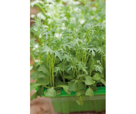 Frø grønnkål MicroLeaf