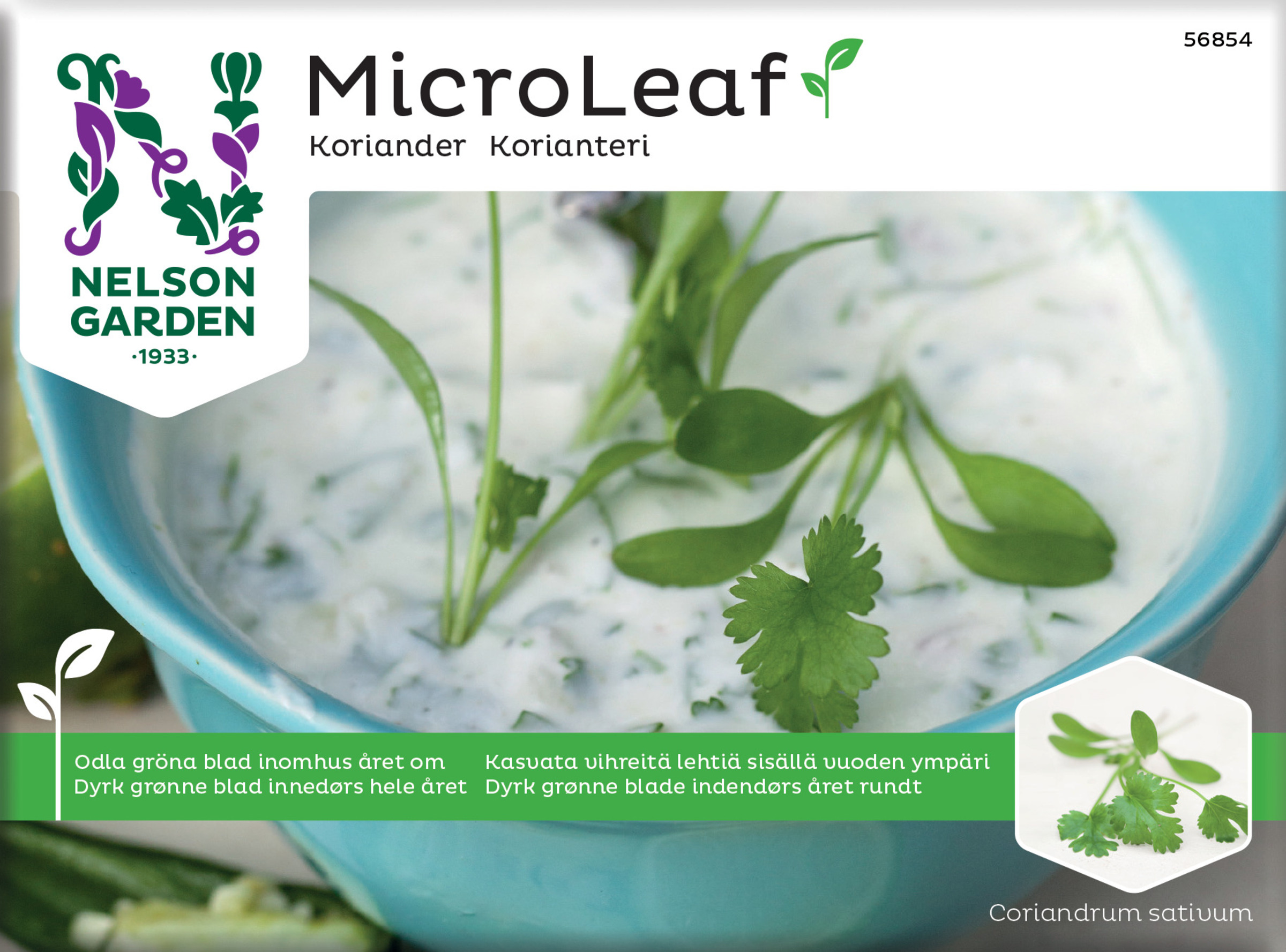 Frø koriander Micro Leaf