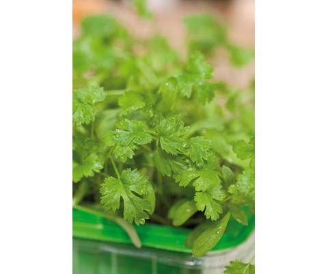 Frø koriander MicroLeaf