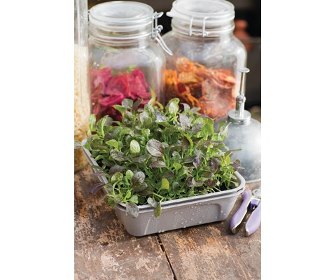 Frø Pak Choi MicroLeaf