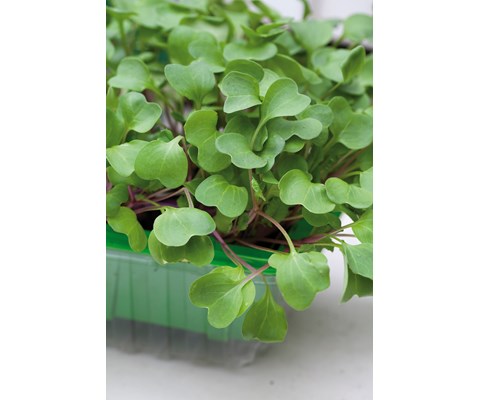 Frø bladreddik MicroLeaf